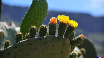 La Ruta del Vino Gran Canaria La Ruta del Vino Gran Canaria